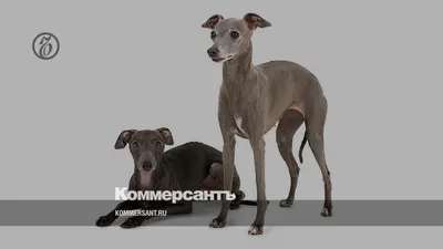 Порода собак Левретка - 65 фото