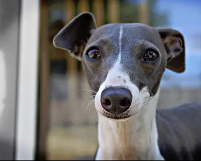 Левретка (Italian Greyhound) - это небольшая, стройная, изящная порода  собака. Описание, отзывы и фото собаки.