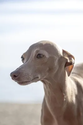 Левретка: описание породы, 🐕 характер собаки, окрасы, фото - ГульДог