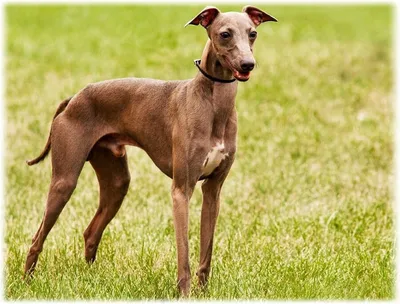 Итальянская борзая собака Стоковые фотографии, картинки, все без  лицензионных отчислений - Envato Elements