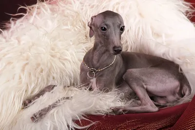 Собака породы итальянская левретка на…» — создано в Шедевруме