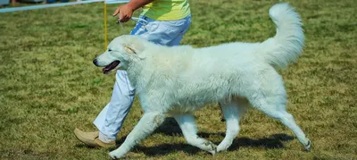 Bergamasco Итальянский Овчарка С Дреды Гуляет На Парк — стоковые фотографии  и другие картинки Пастушья собака - iStock