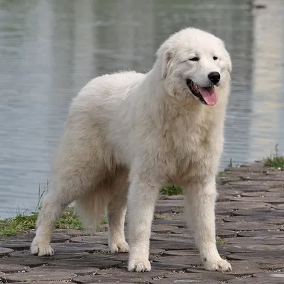 Редкие породы: Мареммо-абруцкая овчарка | Dog People: Собаки и Люди | Дзен
