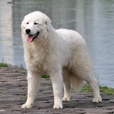 Генуя: Престижная итальянская премия «Собачья верность» досталась псу из  России (Видео)