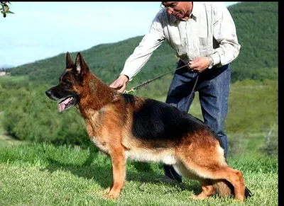 Боевая, штурмовая, итальянская собака…» — создано в Шедевруме