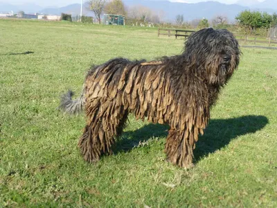 Собака итальянская сторожевая - 66 фото