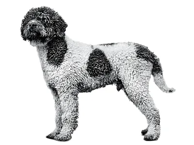 итальянский мастиф итальянский мастиф PNG , сторожевая собака, животное,  домашний питомец PNG рисунок для бесплатной загрузки