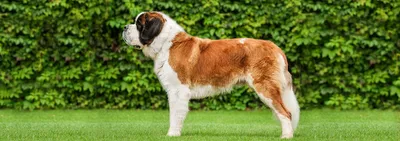 Кане-корсо: фото, описание, характер породы собак - Purina ONE®