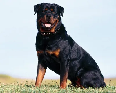 большая черная собака лежит на земле, картинка собаки кане корсо, собака,  животное фон картинки и Фото для бесплатной загрузки