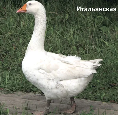 Гуси в городе – Фото Италия