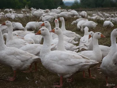 Описание и сравнение пород гусей. 🐔Инкубационное яйцо и суточную птицу  можно заказать в нашем магазине. Поставки напрямую с птицефабрик и крупных  инкубаторов. 🐔