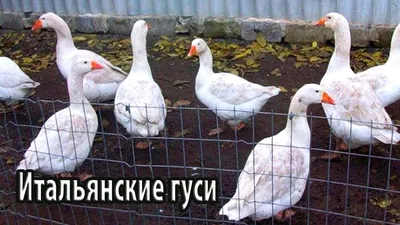 Гуси Итальянские