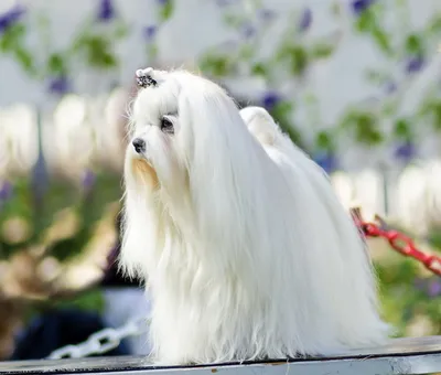 Кане-корсо: как ухаживать, описание породы🐕, характер, размер, фото