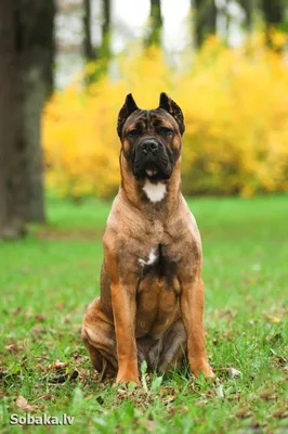 🐶Итальянские породы собак: ТОП-15 с названиями, описанием и фото