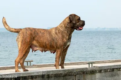 SOBAKI.PRO | Породы собак | Итальянский кане-корсо | Фото 58934