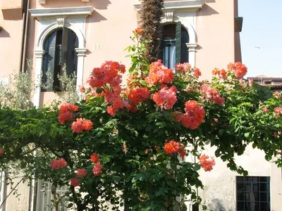 Сады Боболи — шедевр итальянского Ренессанса 🧭 цена экскурсии €85, отзывы,  расписание экскурсий во Флоренции