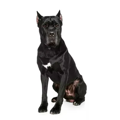 Кане-корсо: собаки-гладиаторы родом из Римской Империи | Пёсик чёрный носик  | Дзен