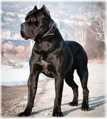Собака черный кане корсо, cane …» — создано в Шедевруме