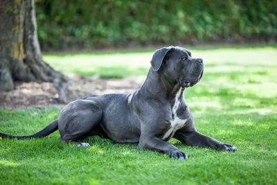 Неаполитанский мастиф (Neapolitan Mastiff) - массивная, сильная и  энергичная порода собак. Фото, описание, цены.
