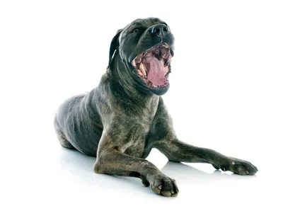 Неаполитанский мастиф (Neapolitan Mastiff) - массивная, сильная и  энергичная порода собак. Фото, описание, цены.