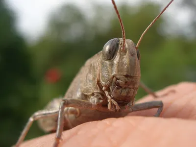 Файл:Ab insect 003.jpg — Википедия
