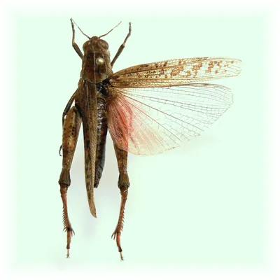 Насекомые - insects, энтомология