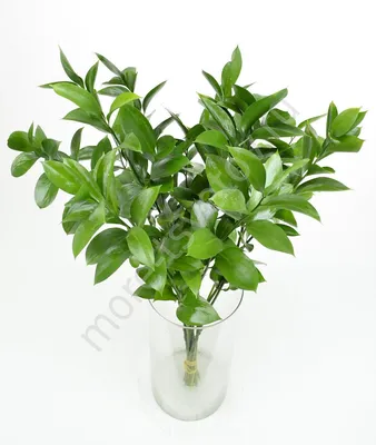 Искусственный итальянский стебель зелени Ruscus-искусственный цветочный  подвесной букет для свадебного букета, центральные части стола, домашний  декор 26,38 дюйма, 6 шт. | AliExpress
