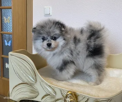 Итальянский Шпиц Вольпино – купить в Краснодаре, цена 15 000 руб., продано  14 августа 2018 – Собаки