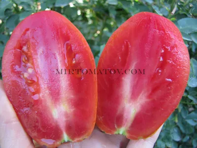 🍅ПОТРЯСАЮЩИЙ сортовой томат ИТАЛЬЯНСКИЙ ЖЕРЕБЕЦ . Урожайность которого  всех поражает! Для меня- это открытие этого года!😍 Выращиваю… | Instagram