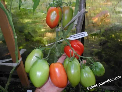 Итальянский жеребец (Italian Stallion) 2.jpg - 2019 год - tomat-pomidor.com