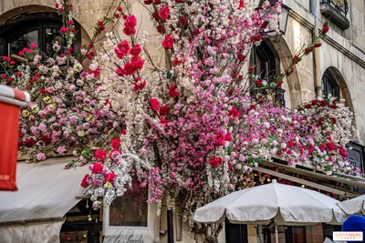 Самые известные исторические кафе Парижа: 5 мест в столице любви -  Tochka.net