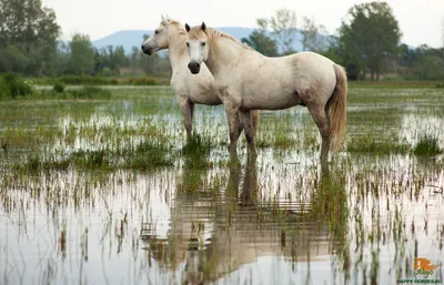 Природный парк Камарг (Camargue), Прованс, Франция - путеводитель