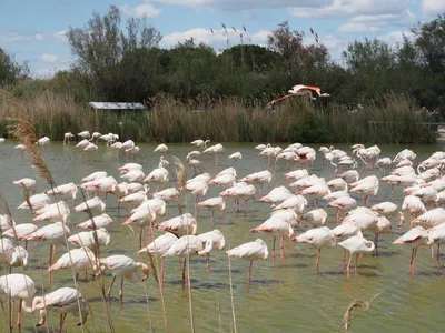 Камарг Франция фламинго национальный парк - YouTube