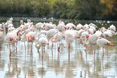 Камарг (Camargue) — заповедный природный парк в дельте Роны на юге Франции  в Провансе, уникальный своими мягкими пастельными пейз… | Камарг, Лошади,  Эпоха палеолита