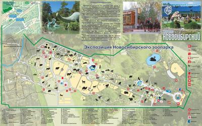 Картинки Новосибирского зоопарка