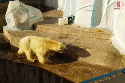 Забавные звери Новосибирского зоопарка | Пикабу