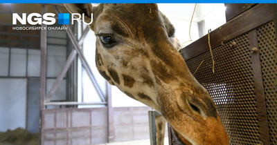 Новосибирский зоопарк приглашает гостей на день рождения | Новости –  Gorsite.ru