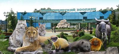 Маленький манул из Новосибирского зоопарка станет новогодним символом |  Sobaka.ru
