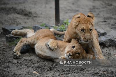 Новосибирский зоопарк / Novosibirsk Zoo | Novosibirsk