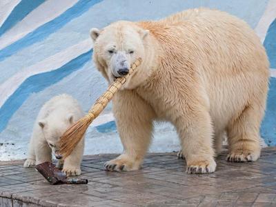 Нейросеть показала животных из Новосибирского зоопарка в жанре аниме