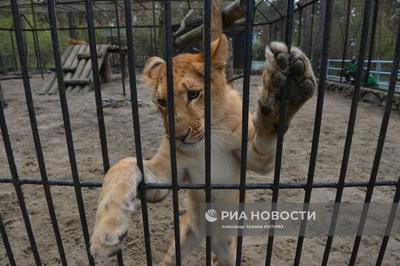 Капибара из Новосибирского зоопарка попыталась облизать посетительницу  через стекло - KP.RU