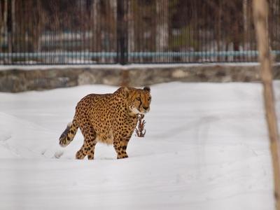 В Новосибирске стартовал прием фоторабот на конкурс «Животные Новосибирского  зоопарка» - Рамблер/новости