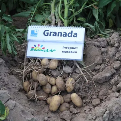 Картофель Гранада: описание сорта, особенности выращивания и ухода |  Огородные шпаргалки | Дзен
