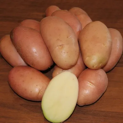 Как вырастить ранний картофель: особенности посадки, ухода и подкормки —  SonceSad Как вырастить ранний картофель: особенности посадки, ухода и  подкормки — SonceSad