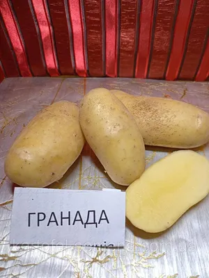 ≡ Семенной картофель Ред Скарлет (ранний) 1 репродукция - Купить в Украине  ᐉ Цены, Отзывы – LUTSENA