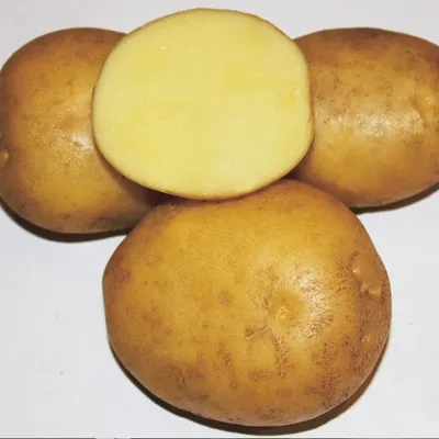 Купить картофель семенной фаворит (2 кг) по цене 350 руб. в интернет  магазине \"Первые Семена\"