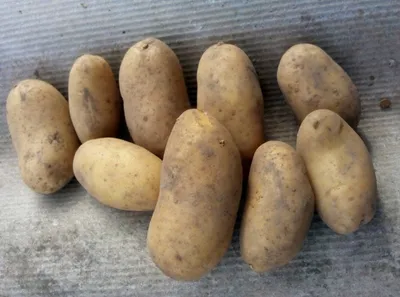 Семенной картофель Электра 20кг, Голландия купить - Компания ФОРСАГРО