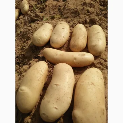 Продаем семенной картофель Гранада I репродукции - Отправка по всей Украине  — Agro-Ukraine