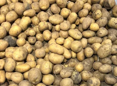 Продаем семенной картофель Ривьера, Бела Роса, Гранада, Пикассо и др - В  наличии 20 сортов — Agro-Ukraine