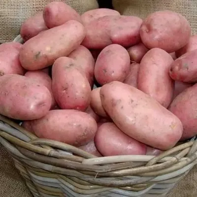 Семенной картофель Алуэт (Алюетт), Голландия купить - Компания ФОРСАГРО